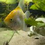 Angelfish Image 3