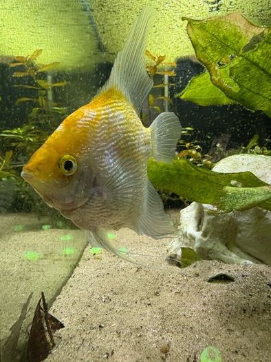 Angelfish