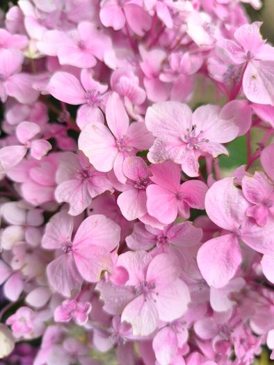 garden plants