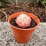 plant Image 2