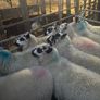Brockie ewe lambs Image 3