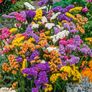 (S) Statice Mixed Seeds 0.3g (883690) Image 2