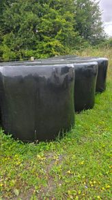 Top quality first cut silage