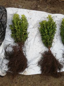 Box Hedging