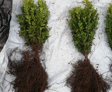 Box Hedging