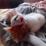 2 Kittens Image 9