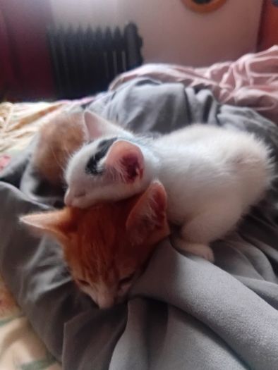 2 Kittens