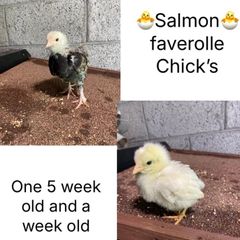 Chicks