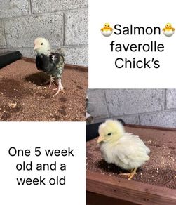 Chicks