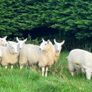 Cheviot Ewe Lambs Image 4