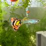 Guppies/Swordtails Image 10