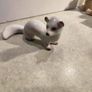 Weasel ferret laska Soviet Russian porcelain figurine USSR PAST CENTUR Image 6