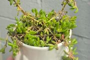indoor plant