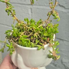 indoor plant