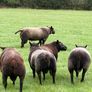 Blue Texel Rams Image 8