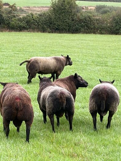 Blue Texel Rams