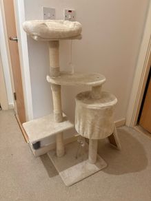 cat climbing tree