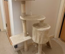 cat climbing tree