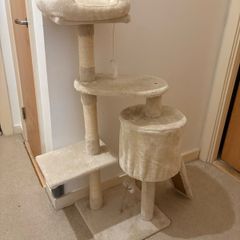cat climbing tree