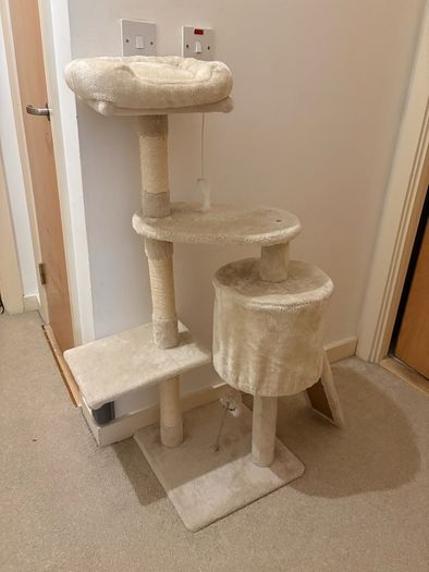 cat climbing tree