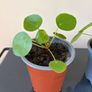 Pilea Chinese Money Plant Image 2