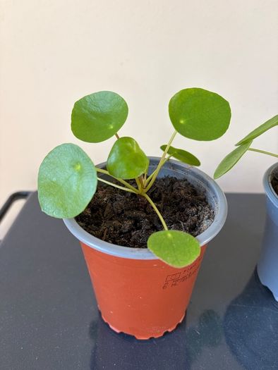 Pilea Chinese Money Plant