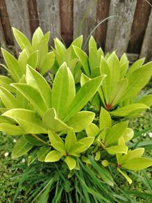Plant