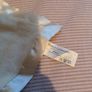 Prince Lionheart Slumber Bear with NO sound box Image 3