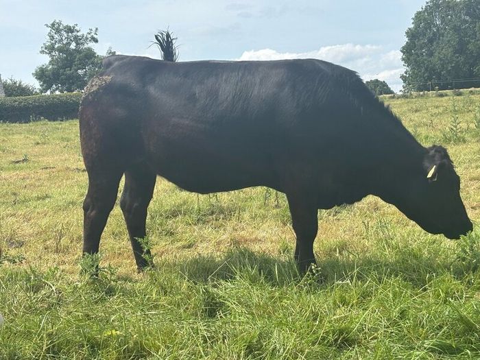 In calf Limousine x bb heifer