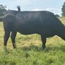 In calf Limousine x bb heifer Image 3