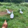 3 Aylesbury Ducks Image 4