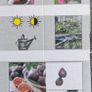 130cm fig tree plant Image 3