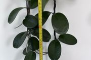 Hoya Australis