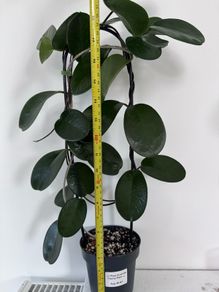 Hoya Australis - over 1m long