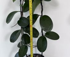 Hoya Australis - over 1m long