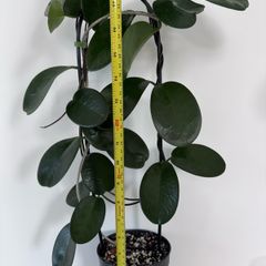 Hoya Australis - over 1m long