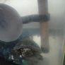 Musk Turtle and Tank Image 5