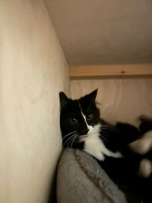 Free 4 month old kitten