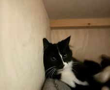 Free 4 month old kitten