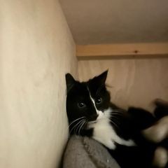 Free 4 month old kitten