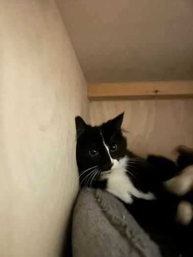 Free 4 month old kitten