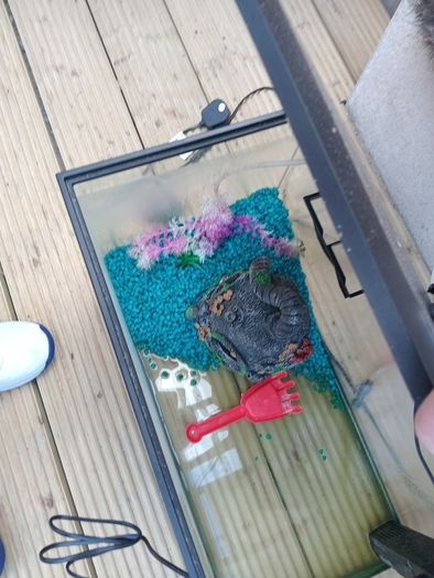 fish