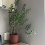 kalanchoe Image 2