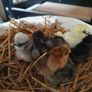 Usa Silkie Chicks Image 2