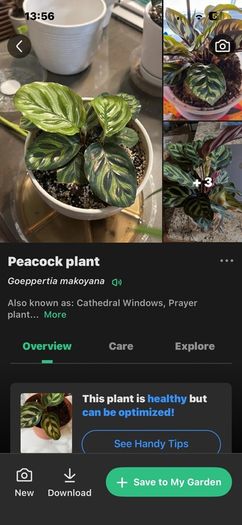 plant peacock plant