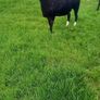 Zwartble Ewes Image 3