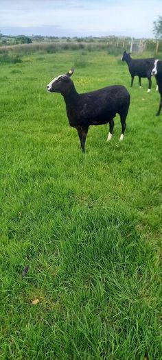 Zwartble Ewes