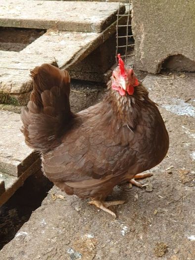 Pullets/hens/roosters/point of lay/