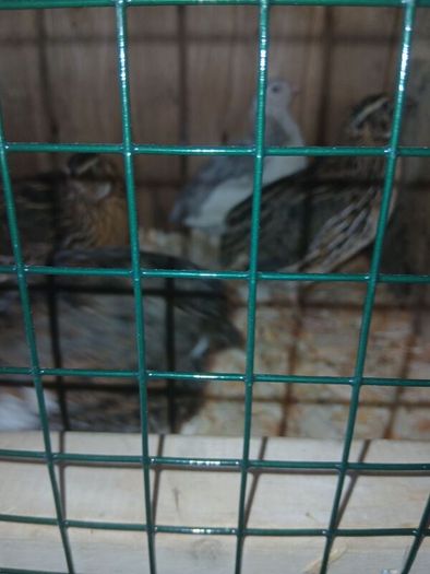 male quail