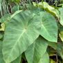 colocasia esculenta pink china Image 3